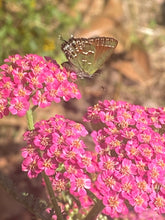 Yarrow seed (mixed colors)