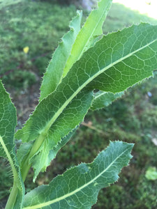 Prickly Lettuce Seed (Lactuca Virosa)