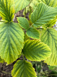 Raspberry Leaf