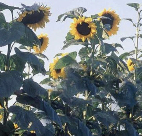 Sunflower - American Giant