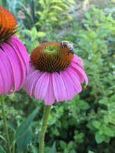 Echinacea Seed