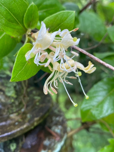 Honeysuckle - Landrace wild Lonicera flava - Live Plants