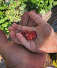 Alpine Strawberries (Bare Root Bundle)SHIPPING AUTUMN 2020