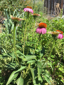 Echinacea Seed