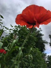 Poppy (Papaver Rhoeas)