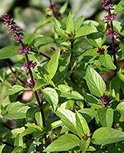Basil (Cinnamon Basil) Seeds
