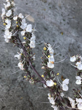 Sage - White (Salvia Apiana) Seed
