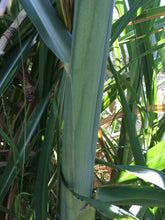 Sugar Cane - sprouted cutting