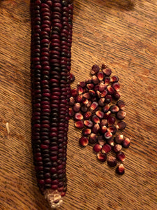 Corn (Red Indian)