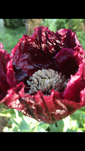 Poppy - P. Somniferum Heirloom Collector’s Bundle