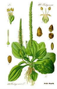 Plantain Herb (Broadleaf Plantago) Seed