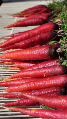 Chantaney Red Cored Carrot Seed