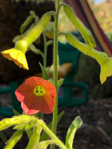 Nicotiana Alata (Pink Flower Tobacco)