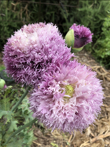 Poppy - P. Somniferum  (Lilac Pom Pom)