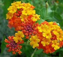 Lantana Seed