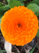 Calendula - Oktoberfest