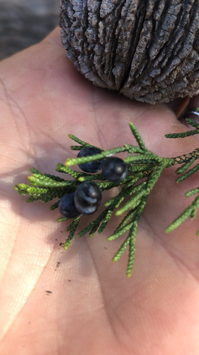 Juniper Leaf & Berry Tea