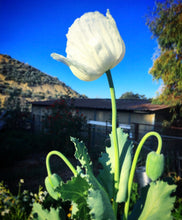 Poppy P. Somniferum (Peshawar, Indian White)