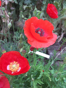 Poppy (Papaver Rhoeas)