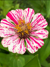 Zinnia (Peppermint Stick) seed