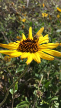 California coastal sunflower seed