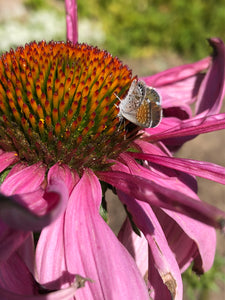 Echinacea Seed