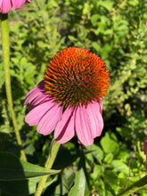 Echinacea Flower Heads - whole