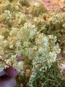 Elderflower Cordial