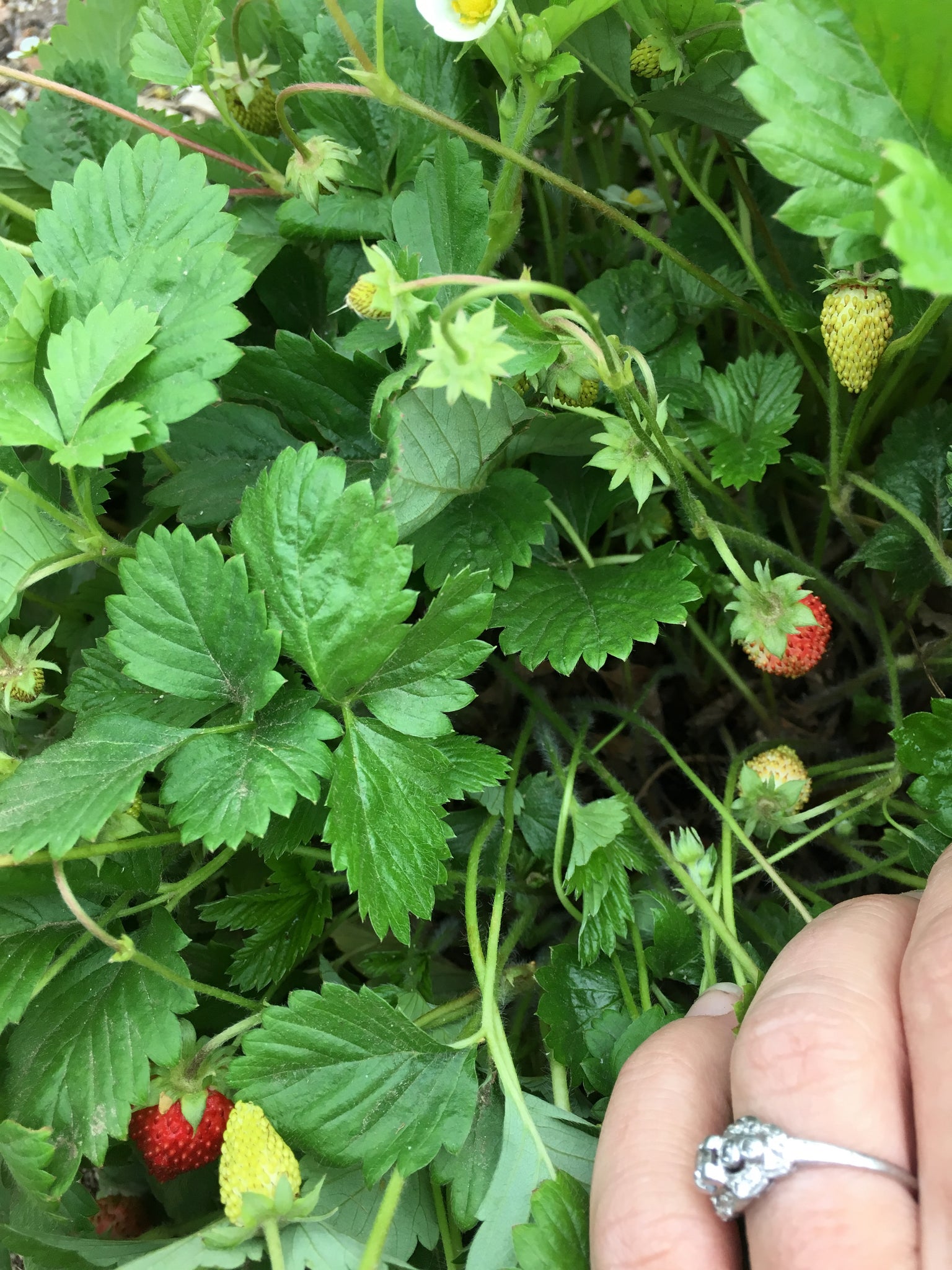 wild strawberry seeds Alpine Strawberry Seed (Wild Strawberry) – Starfish Honey