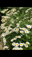 Feverfew (Tanacetum parthenium) seeds