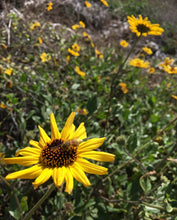 California coastal sunflower seed