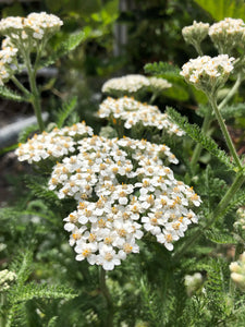 Yarrow seed (mixed colors)