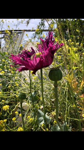 Poppy - P. Somniferum (Fancy Purples Mix)