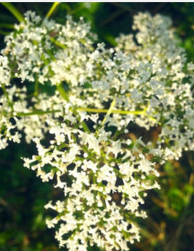 Valerian Seeds - Valeriana Officinalis