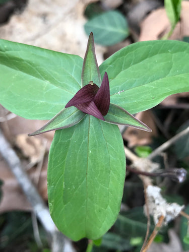 Red Trillium Root (Trillium erectum) Birth Root