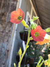 Nicotiana Alata (Pink Flower Tobacco)