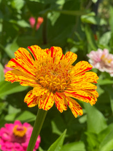 Zinnia (Peppermint Stick) seed