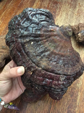 Reishi Mushroom (dried, whole)