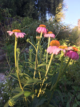 Echinacea Seed