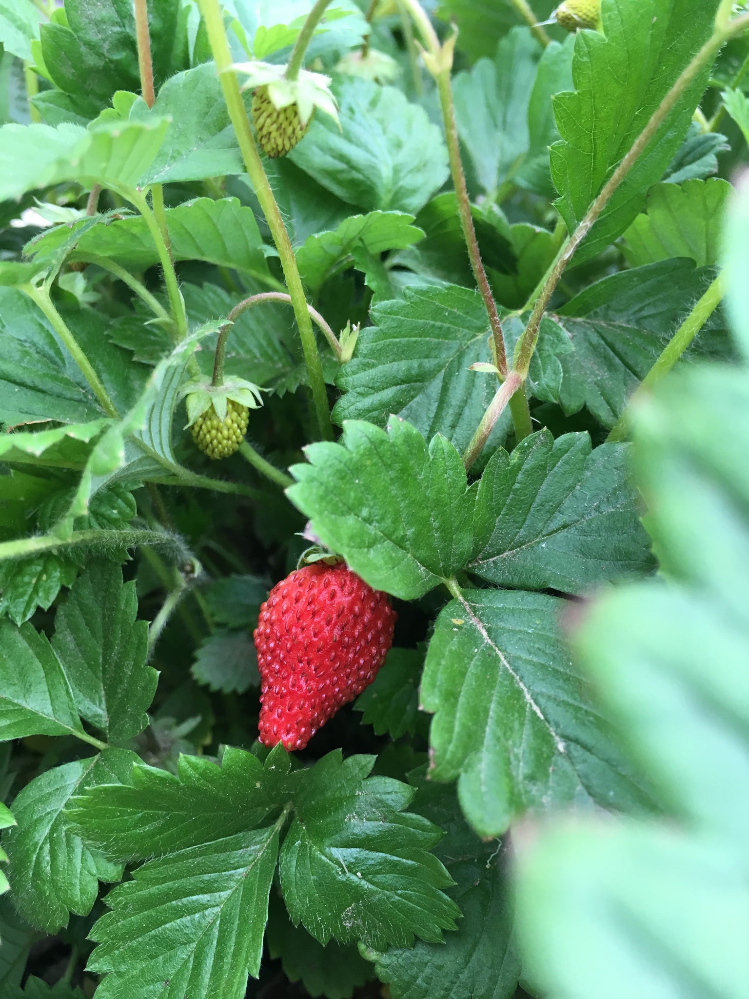 grow alpine strawberries from seed Alpine Strawberry Seed (Wild Strawberry) – Starfish Honey
