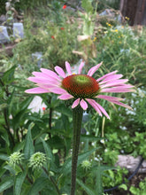 Echinacea Flower Heads - whole