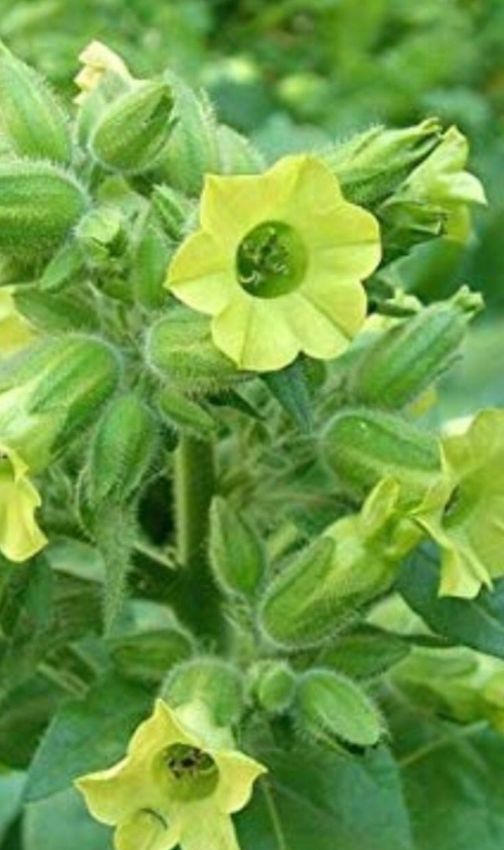 Hopi Tobacco Nicotiana Rustica (Yellow Flowering Tobacco)