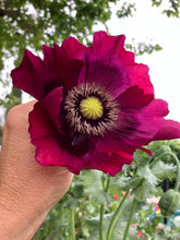 Poppy P. Somniferum (Dark Raspberry Pepperbox)