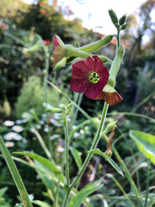 Nicotiana Alata (Pink Flower Tobacco)