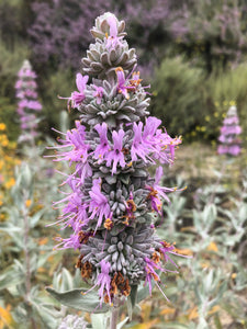 Sage (Salvia Leucophylla) Giant Gray