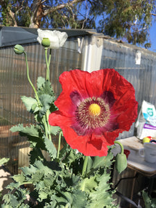 Poppy P. Somniferum (Wizard of Oz)