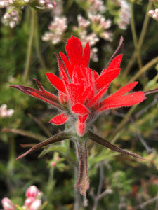 Indian Paintbrush Flower seed (Castilleja Affinis)