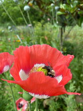 Poppy P. Somniferum (Danish Flag)