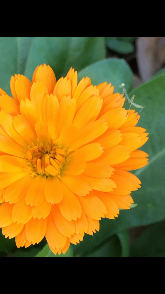 Calendula Hydrosol (100% pure) – Starfish Honey
