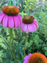 Echinacea Seed